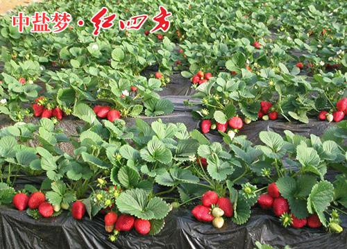 嬌艷欲滴的大草莓