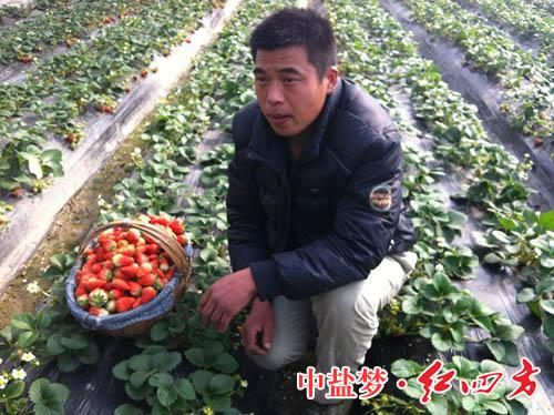 閆玉莽社長(zhǎng)為我們講述草莓種植故事
