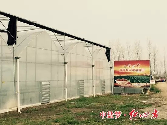 含硫草莓專用肥入駐“中國草莓之鄉(xiāng)”，培育出來的草莓個大多汁