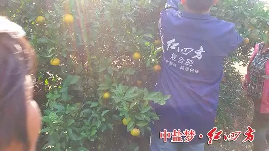 今年桔子大豐收，產(chǎn)量翻番，鄉(xiāng)親們都來嘗嘗