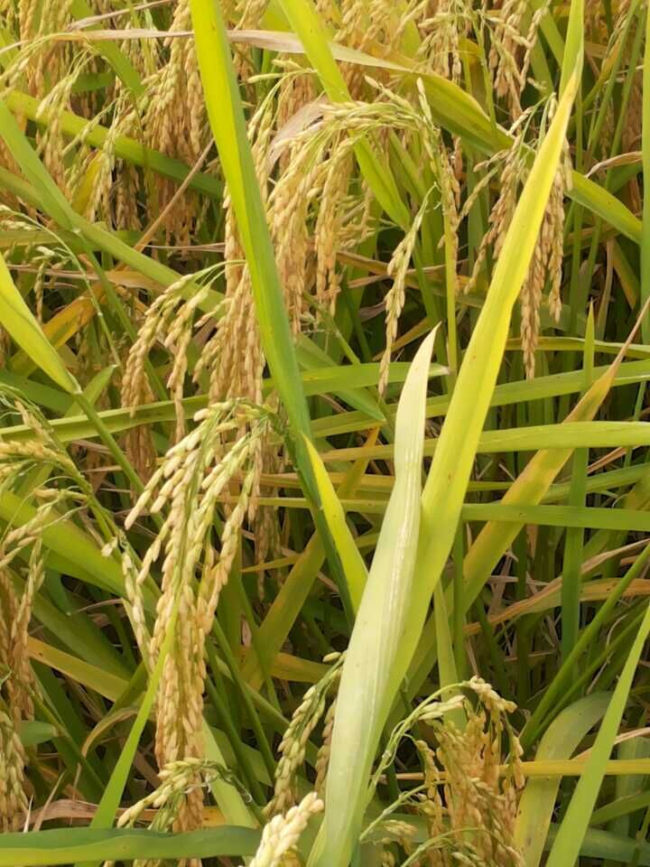 懷寧種植業管理局副局長陪同查看緩釋肥試驗田。