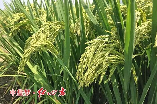 株洲攸縣經銷商蘇海玉發來的施用紅四方肥料的水稻圖片