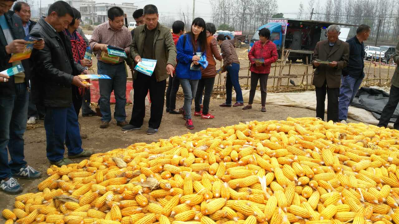 安徽泗縣正在舉行玉米測產大會-紅四方復合肥一線報道