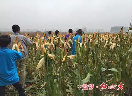在河南漯河新店鎮，約40名網點商與種田大戶現場觀摩施用紅四方40%（28-6-6）添加腐植酸控失肥的玉米