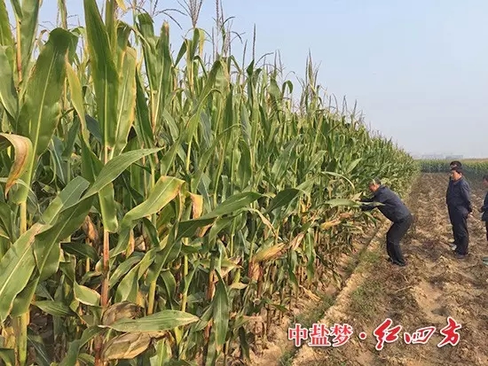 在山西朔城，農戶展示他家施用紅四方玉米控失肥的玉米地