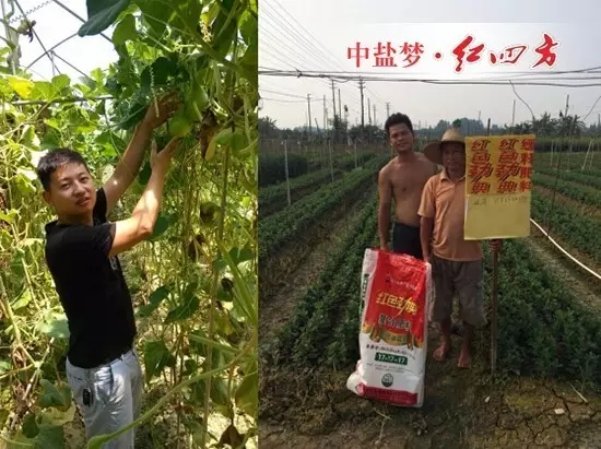 功夫不負有心人。我們在徐聞縣地區成功地將45%（18-5-22）增效控失肥推廣開，并借助徐聞四方農資公司的強大銷售團隊、營銷方案和農化服務，讓新品肥在祖國大陸最南端遍地播撒。