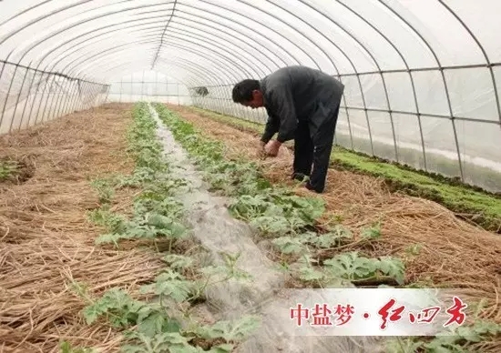 西瓜生長速度快，需肥量大，特別是在大棚覆蓋條件下，每畝產量可達3500千克以上，需肥量明顯增加。