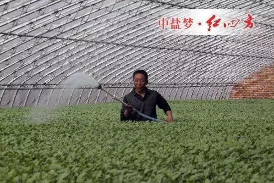 同時配施紅四方微生物菌劑50Kg每畝效果更佳。